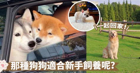 易養狗|萌寵新選擇！養狗新手必看：10種最適合的狗狗品種有。